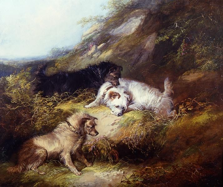 George Armfield Terriers Rabbiting